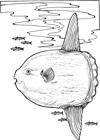 Ocean Sunfish Coloring Page